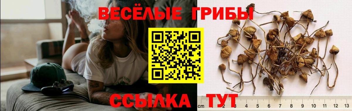 Спасск-Дальний  Псилоцибиновые грибы прущие грибы  Вход с VPN  Галлюциногенные грибы Cubensis 